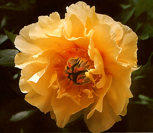 Breeder: Don Hollingsworth, USA  (Intersectional [Herbaceous X Tree] Hybrid)