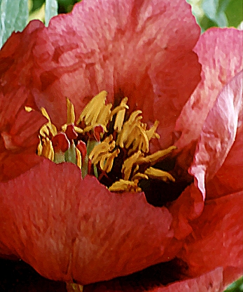 Breeder: Nassos Daphnis, USA (Peony Lutea Hybrid)