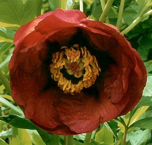 Breeder: Nassos Daphnis, USA (Peony Lutea Hybrid)