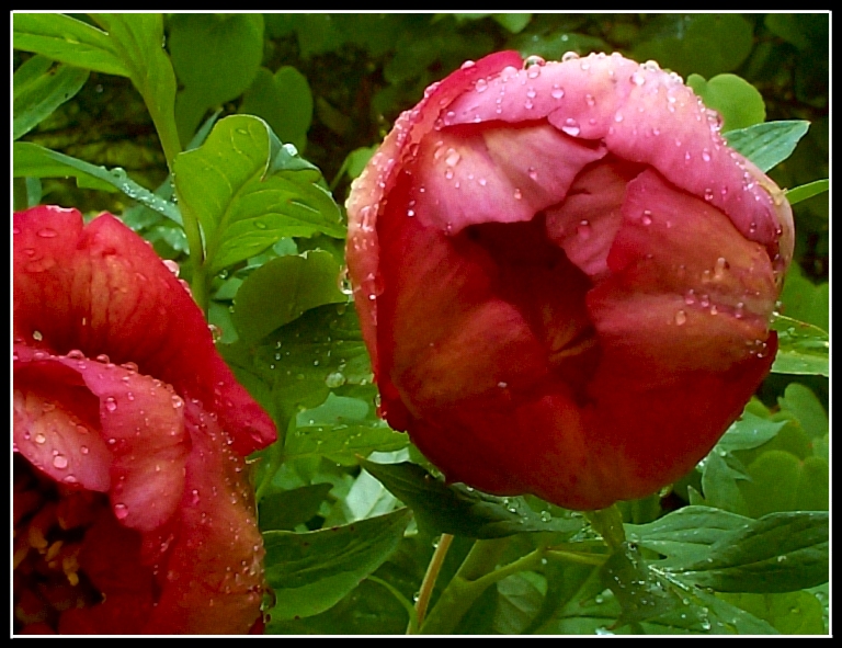 Breeder: Nassos Daphnis, USA (Tree Peony Lutea Hybrid)