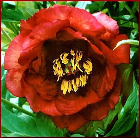 Breeder: Nassos Daphnis, USA (Peony Lutea Hybrid)
