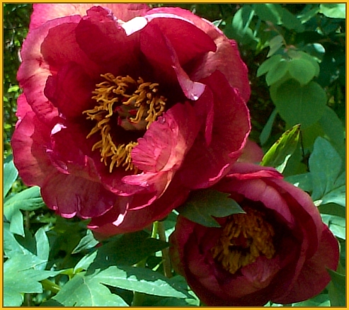 Breeder: Nassos Daphnis, USA (Peony Suffruticosa - Tree Peony)