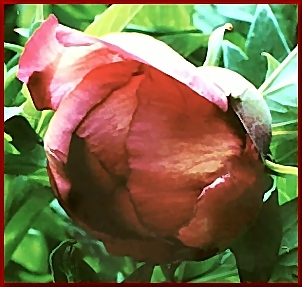 Breeder: Nassos Daphnis, USA (Peonx Lutea Hybrid)