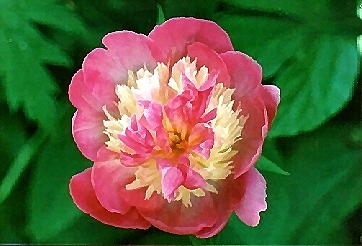 Breeder: Edward Auten, USA  (Peony Hybrid)