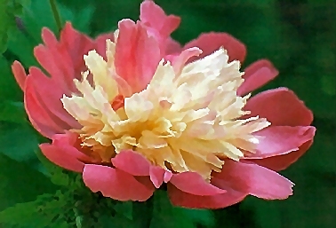 Breeder: Edward Auten, USA  (Peony Hybrid)