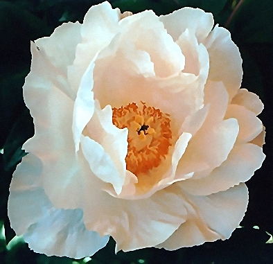Peony Suffruticosa - Japanese Typ 