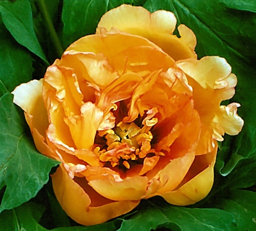 Breeder: Dr. David Reath, USA  (Peony Lutea Hybrid)