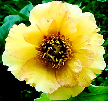 Breeder: Dr. David Reath, USA, (Peony Lutea Hybrid)