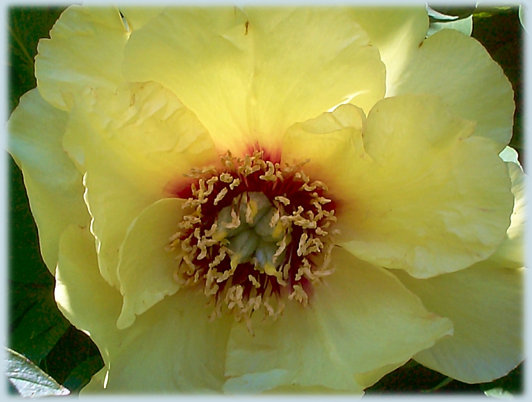 Breeder: Dr. David Reath 1984, USA, (Peony Lutea Hybrid)