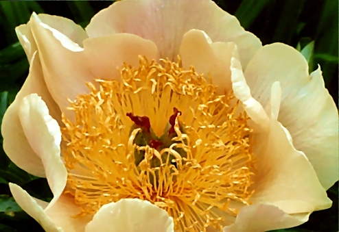 Breeder: Don Hollingsworth, USA (Peony Herbaceous Hybrid)