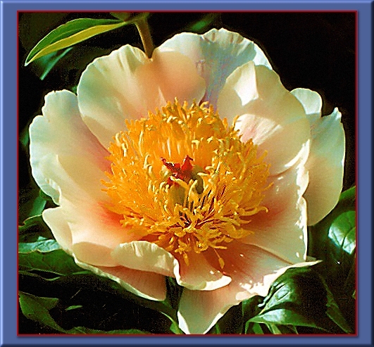 Breeder: Don Hollingsworth, USA (Peony Herbaceous Hybrid)