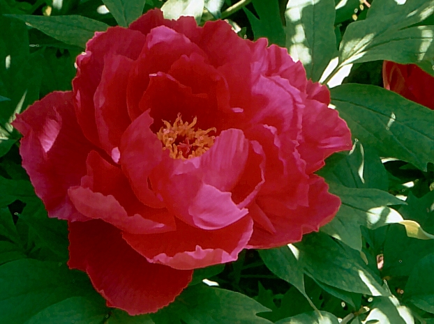 Peony Suffruticosa - Japanese Typ