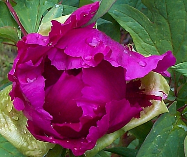 Peony Suffruticosa - Japanese Typ