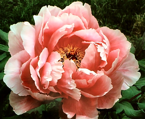 Peony Suffruticosa - Japanese Typ