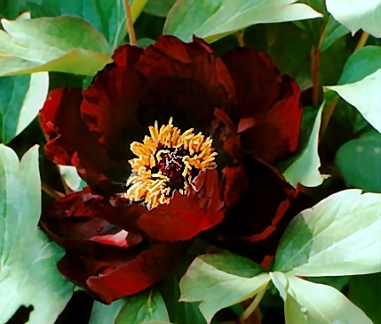 Peony Suffruticosa - Chinese Typ