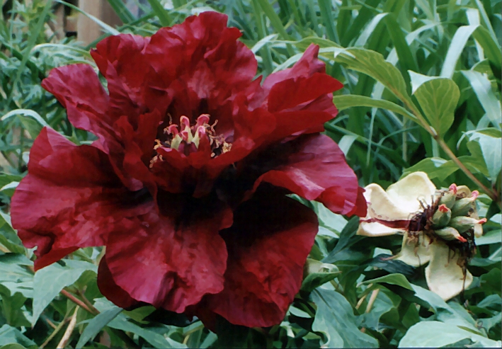 Breeder: Nassos Daphnis, USA (Peony Lutea Hybrid)