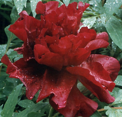 Breeder: Nassos Daphnis, USA (Peony Lutea Hybrid)