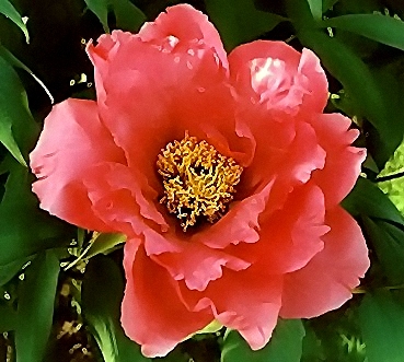 Peony Suffruticosa - Japanese Typ 