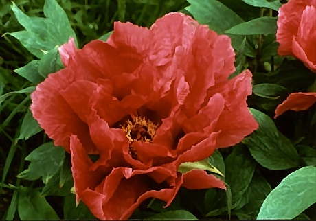 Peony Suffruticosa - Japanese Typ 