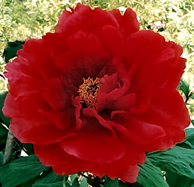 Peony Suffruticosa - Japanese Typ