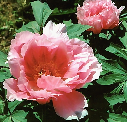 Peony Suffruticosa - Japanese Typ 