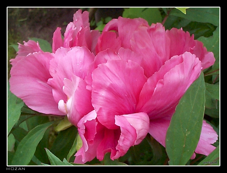 Peony Suffruticosa - Japanese Typ 