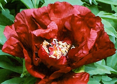 Breeder: Nassos Daphnis, USA (Paeonia Lutea Hybrid)