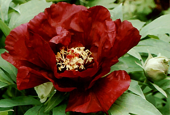 Breeder: Nassos Daphnis, USA (Peony Lutea Hybrid)