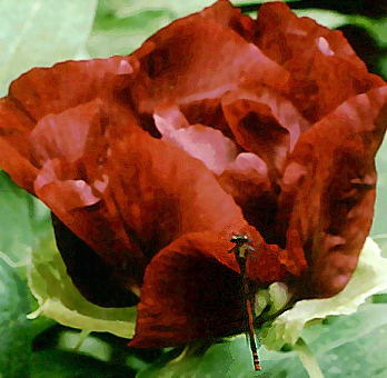 Breeder: Nassos Daphnis, USA (Peony Lutea Hybrid)