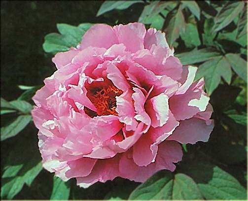 Peony Suffruticosa - Japanese Typ