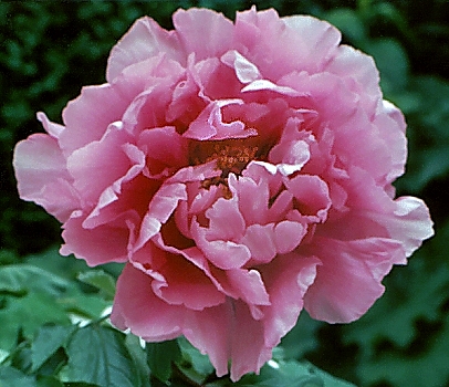 Peony Suffruticosa - Japanese Typ