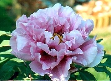 Peony Suffruticosa - Japanese Typ