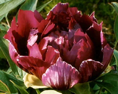 Peony Suffruticosa - Japanese Typ