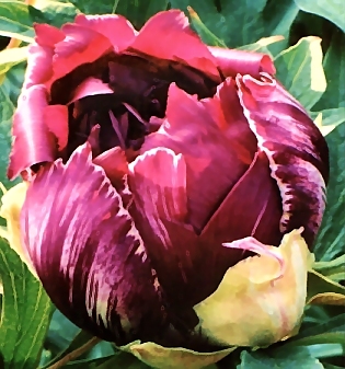 Peony Suffruticosa - Japanese Typ  - William Gratwick's favourite peony