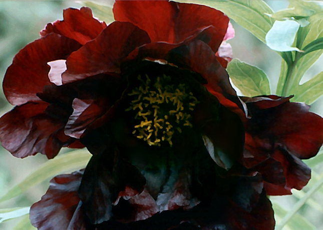Breeder: Nassos Daphnis, USA (Peony Lutea Hybrid)