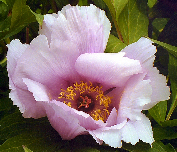 Breeder: Prof. Arthur P. Saunders, USA (1939) (Peony Herbaceous Hybrid)