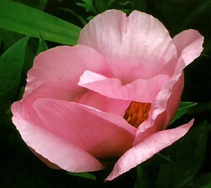 Breeder: Prof. Arthur P. Saunders, USA (1939) (Peony Herbaceous Hybrid)