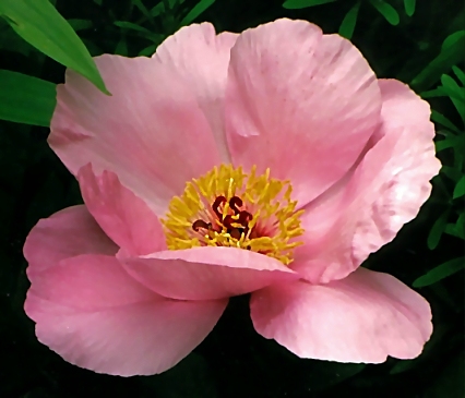 Breeder: Prof. Arthur P. Saunders, USA (1939) (Peony Herbaceous Hybrid)