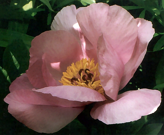 Breeder: Prof. Arthur P. Saunders, USA (1939) (Peony Herbaceous Hybrid)