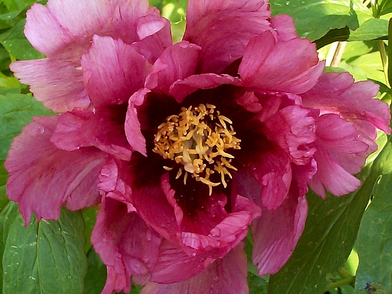 Breeder: Nassos Daphnis, USA
 (Paeonia Suffruticosa -- Tree Lutea Peony)