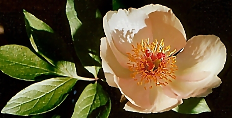 Breeder: Victor Lemoine, France (1905)  (Peony Herbaceous Hybrid)