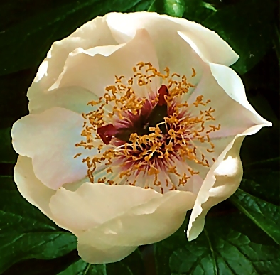 Breeder: Victor Lemoine; France  (Peony Herbaceous Hybrid)
