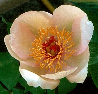 Breeder: Victor Lemoine, France (1905)  (Peony Herbaceous Hybrid)