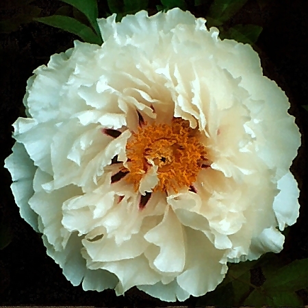 Breeder: Sir Peter Smithers, UK, (Tree Peony - Suffruticosa)