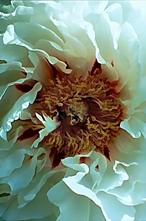 Breeder: Sir Peter Smithers, GB  (Peony Suffruticosa-Rockii Hybrid)