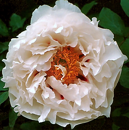 Breeder: Sir Peter Smithers, UK, (Tree Peony - Suffruticosa)