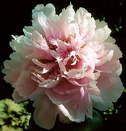 Breeder: Modeste Guerin, France (1863)  (Peony Suffruticosa - European Typ)