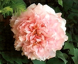 Breeder: Modeste Guerin, France (Peony Suffruticosa - European Typ)