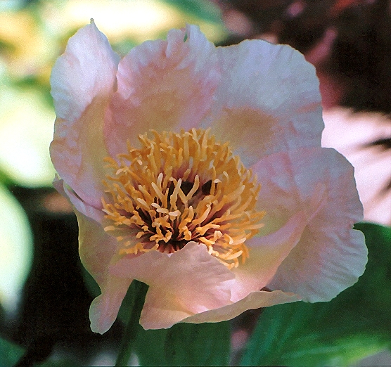 Breeder: Victor Lemoine (1905), France
 (Peony Herbaceous Hybrid)