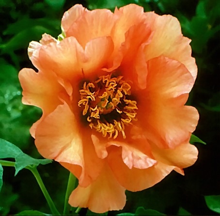 Breeder: Nassos Daphnis, USA  (Peony Lutea Hybrid)